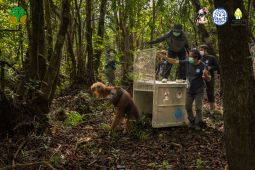 BKSDA Kalbar evakuasi orangutan Ketapang dari ancaman karhutla