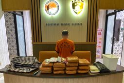 Polda Babel amankan pria simpan 12,8 kilogram ganja di rumah