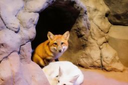 Jakarta Aquarium Safari kenalkan Red Fox dan Arctic Fox