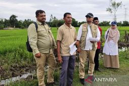 Aceh&nbsp;Barat salurkan Rp6 miliar perbaiki&nbsp;1.308 ha sawah