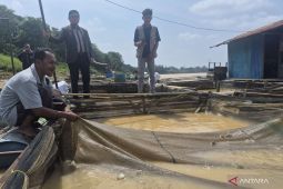 Puluhan ton ikan keramba mati diduga akibat Sungai Batanghari tercemar