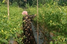 Musim kemarau, petani cabai di Lebak meraup keuntungan