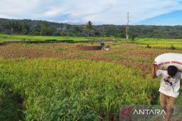 Tapsel Serap 231,37 Ton gabah petani di tengah pemulihan pascabencana