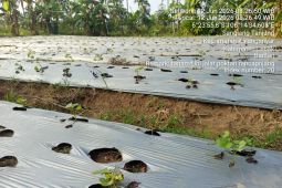 Distan Lebak kembangkan ubi jalar di tiga kecamatan