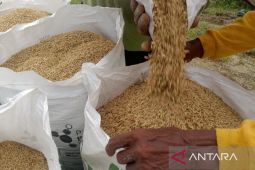 Bulog serap gabah petani guna pacu garap lahan pertanian Penajam