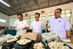 BPK Pontianak musnahkan 1.190 telur penyu