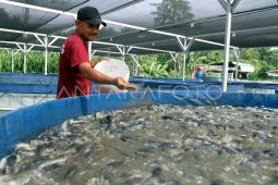 Produk olahan lele marinasi Indonesia tembus pasar Taiwan