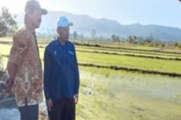 BBRMP Maluku kawal teknologi PM-AAS di 44 hektare sawah Seram
