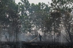 BPBD Palangka Raya tangani 177 kejadian kebakaran lahan