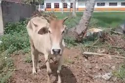 Polres Simalungun ringkus pelaku pencurian sapi di Ujung Padang