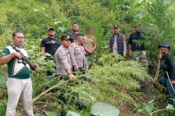 Respon cepat Polres Langkat ungkap ladang ganja di Kuala, 11 batang diamankan