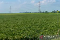 Pemkab Majalengka mengoptimalkan irigasi guna jaga produksi pertanian