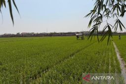 DKP3 Cirebon: Petani memanfaatkan sumber alternatif untuk pengairan