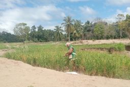 Di Tapsel sawah hancur diterjang banjir, Yanti kini berjuang hidupi lima anak
