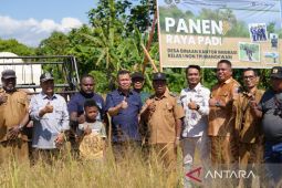 Desa binaan Imigrasi di Manokwari lakukan panen padi perdana