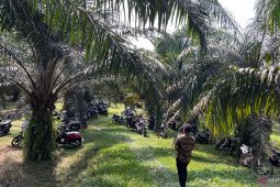 Pemkab Batang Hari dorong petani manfaatkan kuota PSR