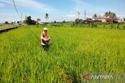 Distankan Rejang Lebong antisipasi dampak kekeringan lahan pertanian