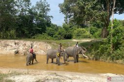 Hari Gajah 2026: Merawat eksistensi gajah nusantara