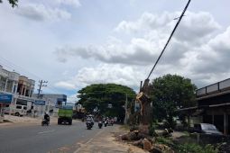 Cegah korban jiwa, DLH Aceh Besar gerak cepat tebang pohon rawan tumbang
