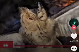 Polisi amankan tiga pria terkait pembakaran burung hantu