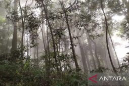 Aceh terima dana hibah Rp27 miliar untuk perkuat tata kelola hutan