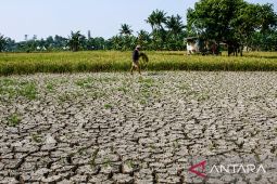 Areal sawah kekeringan hingga petani sulit tanam di utara Karawang
