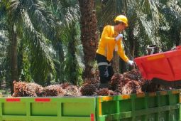 Perlindungan pekerja berkontribusi positif bagi industri sawit