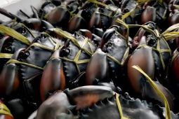 Ekspor kepiting bakau dari Timika tembus Rp1,7 miliar