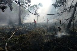 Dishut Kaltara: Jangan bakar lahan dan buang puntung rokok sembarangan