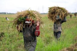 Bulog Sumut serap 37.864 ton gabah dari petani perkuat cadangan pangan