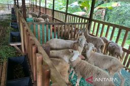 Kaltim pacu pengembangan produksi lokal kambing dan domba