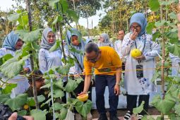 TP PKK Tabalong kembangkan budidaya melon golden