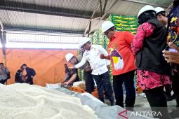 Pemkab Manokwari pastikan mutu beras bantuan pangan layak salur