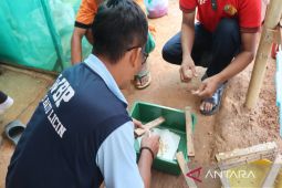 Lapas Batulicin produksi hewan maggot alterntif pakan ternak