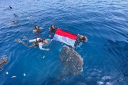 Merah Putih berkibar di habitat hiu paus Teluk Cenderawasih Nabire