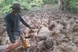Premature Sumatran elephant found dead in Aceh