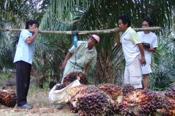BRIN highlights Indonesia's potential in palm waste biogas