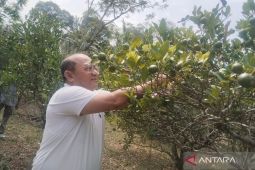 Kemenkum lindungi Kekayaan Intelektual Jeruk Kalamansi di Bengkulu Tengah
