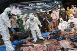Barantin Banten gagalkan dan musnahkan 3,6 ton daging ilegal di Pelabuhan Merak