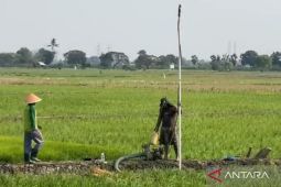 Pemkab Bekasi cegah produksi pertanian turun imbas 1.354 ha sawah terancam kekeringan