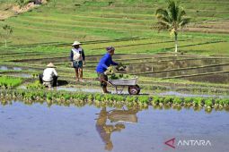 Irigasi dengan sistem Subak di Bali jadi contoh global pengelolaan sumber daya yang baik