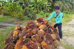 Penyaluran-PSR Kalbar hingga 2026 sudah capai Rp824,1 miliar