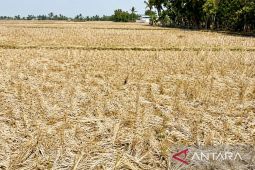 Ribuan hektare sawah di Karawang menganggur saat musim kemarau