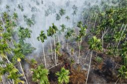 Manggala Agni Jambi padamkan karhutla di kebun pinang Tanjabbar