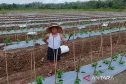 Petani semangka di Tanah Bumbu beralih budidaya cabai