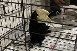 BKSDA Kaltim evakuasi burung rangkong jenis kangkareng hitam di Tanjung Redeb Berau