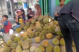 Panen durian di Lebak serap ribuan tenaga kerja