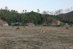 Pemkab Gorontalo Utara edukasi peternak untuk tingkatkan populasi sapi