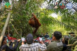 Tim gabungan BKSDA Kalbar evakuasi 3 orangutan terdampak karhutla