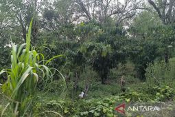 Pemkab Kepahiang usulkan tujuh varietas kopi miliki lisensi nasional
